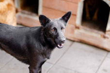 Bączek - kochany czarny wilczek szuka domu