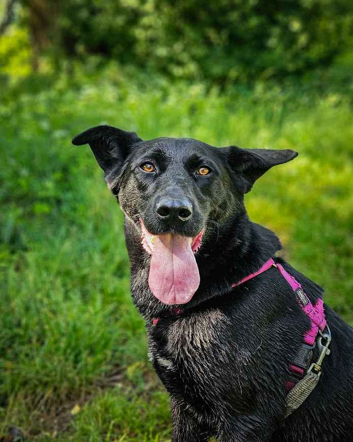 Majestatyczny, turbo aktywny, młody psiak do adopcji! :) Bielany - zdjęcie 9