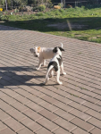 Suczka i piesek amstaff Oleksów - zdjęcie 4
