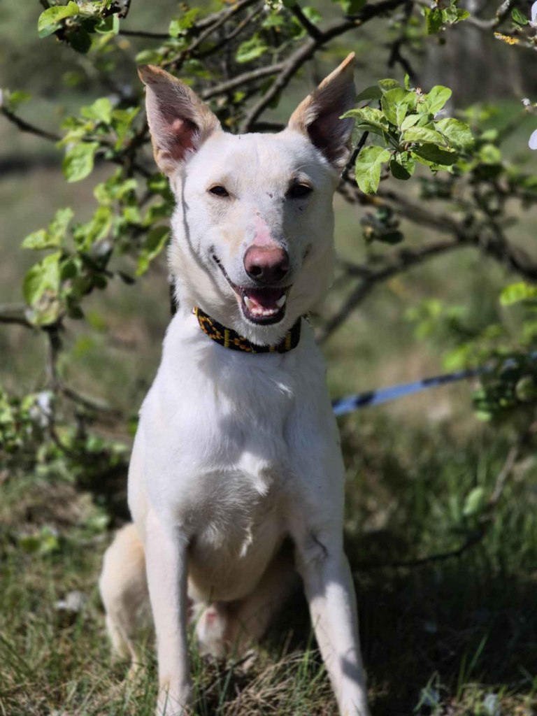 Aguś - psi anioł do pokochania od zaraz! Olsztyn - zdjęcie 4