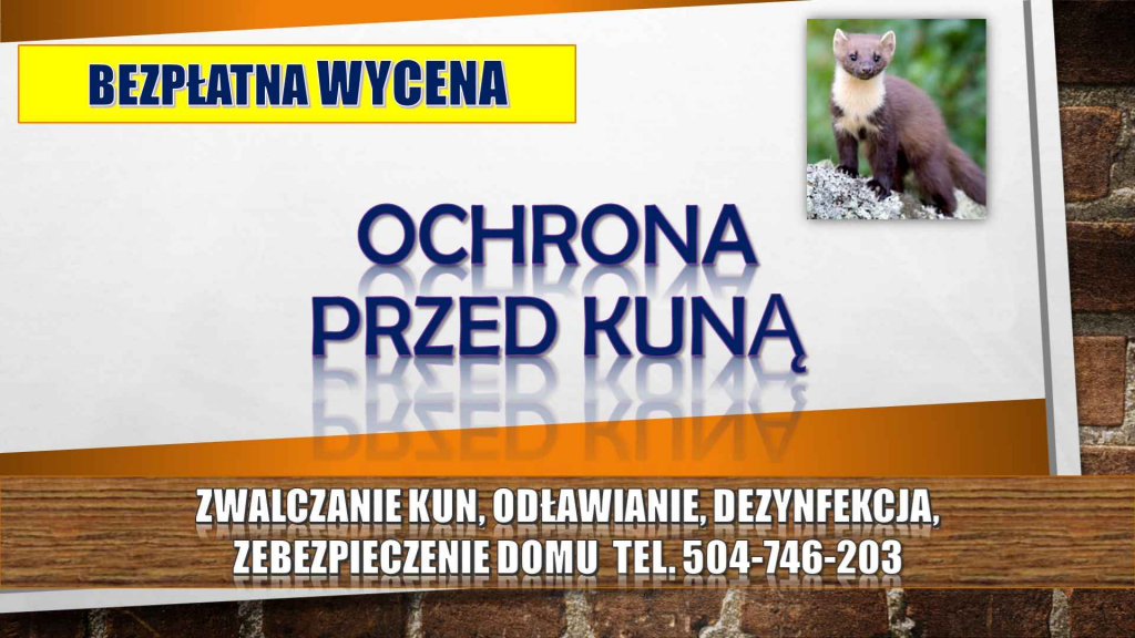 Kuna, kuny, Sprzątanie, tel. 504-746-203, odławianie, zwalczanie, cena Psie Pole - zdjęcie 9