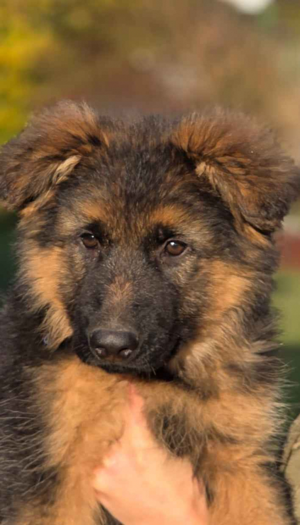 Owczarek niemiecki długowłosy Osieczna - zdjęcie 3