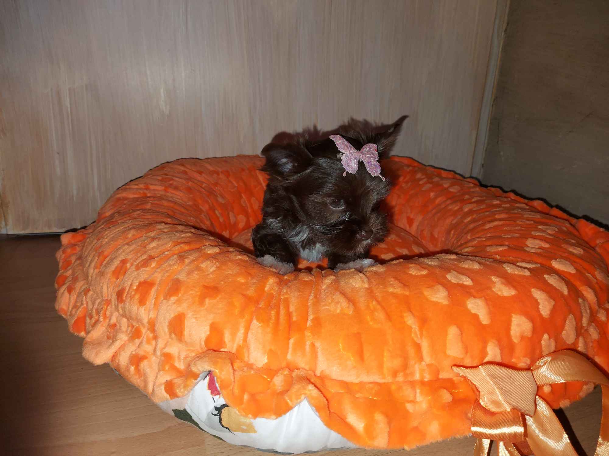 York Yorkshire Terrier Chocolate Rumia - zdjęcie 1