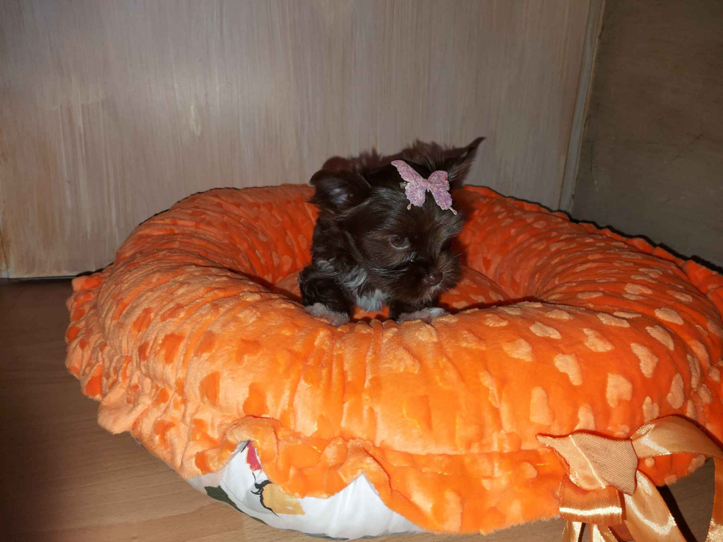 York Yorkshire Terrier Chocolate Rumia - zdjęcie 1