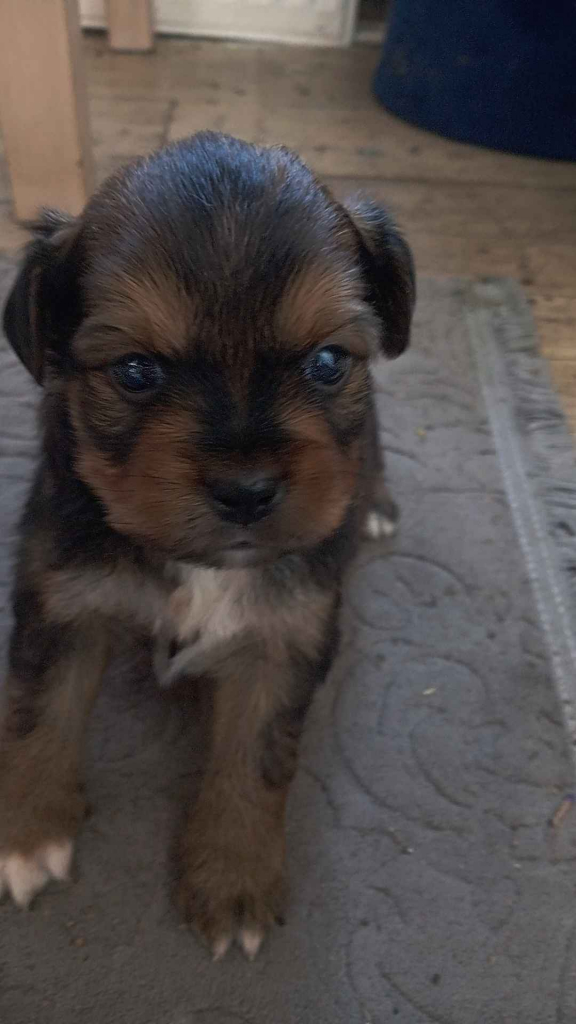 Szukamy nowego domku ❤️ Kolno - zdjęcie 2