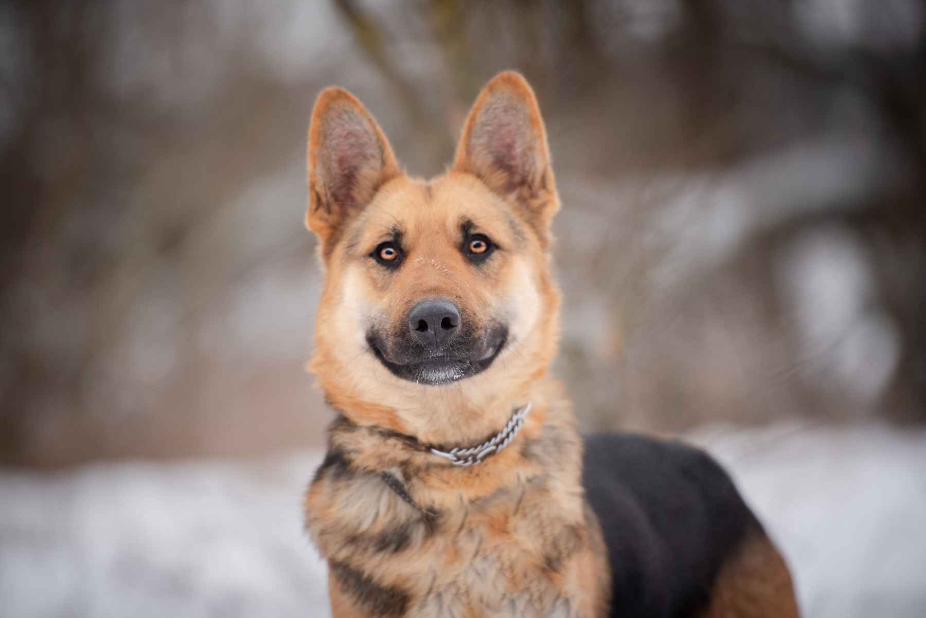 Młoda, radosna Mona w typie owczarka szuka domu! Olsztyn - zdjęcie 8