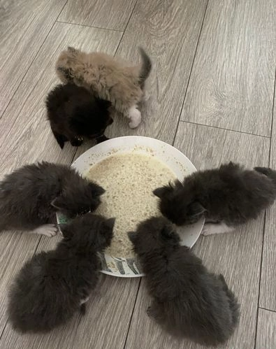 Ukamienowany kotek Ragdoll Bielany - zdjęcie 6