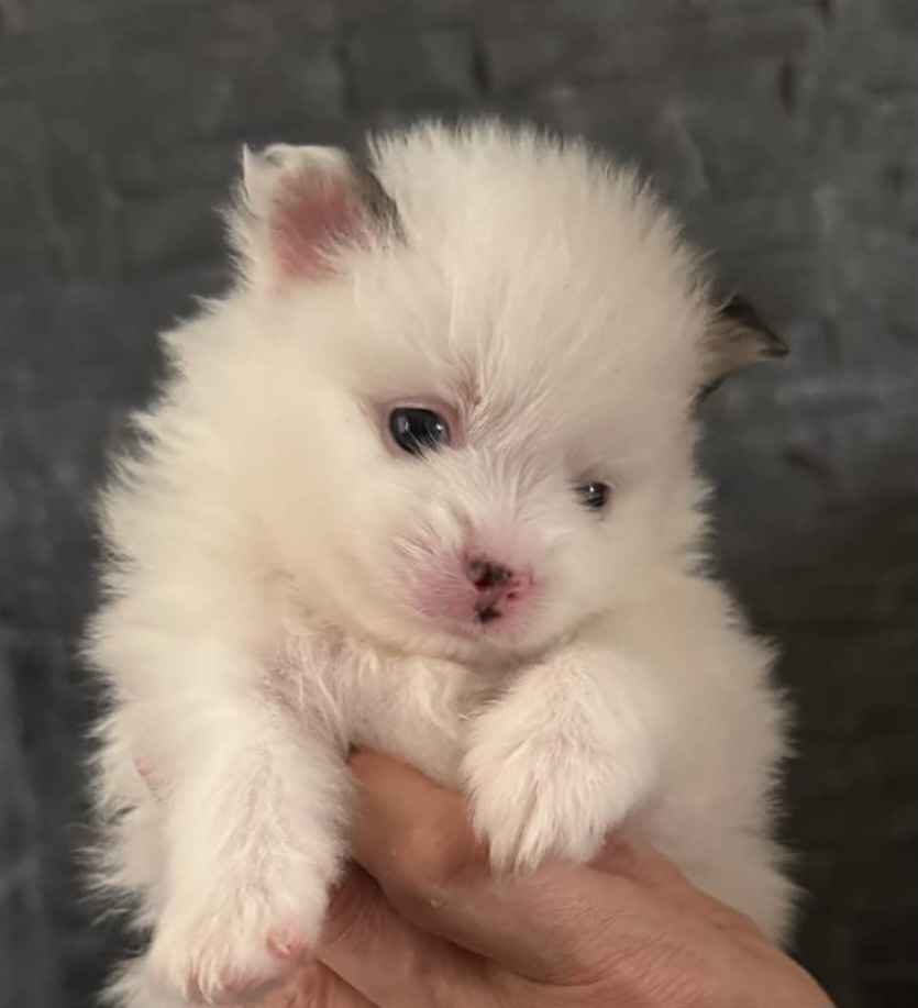 Szpic miniaturowy pomeranian Radomsko - zdjęcie 1