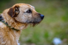 Fuks - wesoły, młody terrier mix szuka domu! Olsztyn - zdjęcie 4