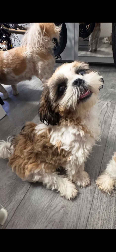 Szczeniaki shihtzu Siedlce - zdjęcie 1