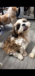 Szczeniaki shihtzu