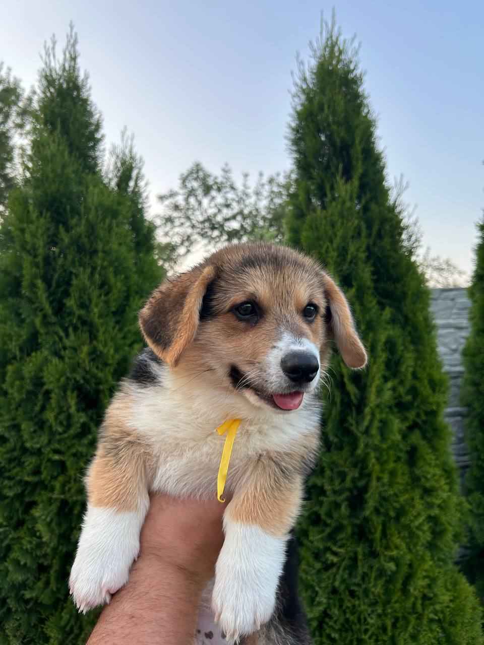 Corgis, szczenięta, psy, szczenięta, szczenięta pembroke corgi Mokotów - zdjęcie 2