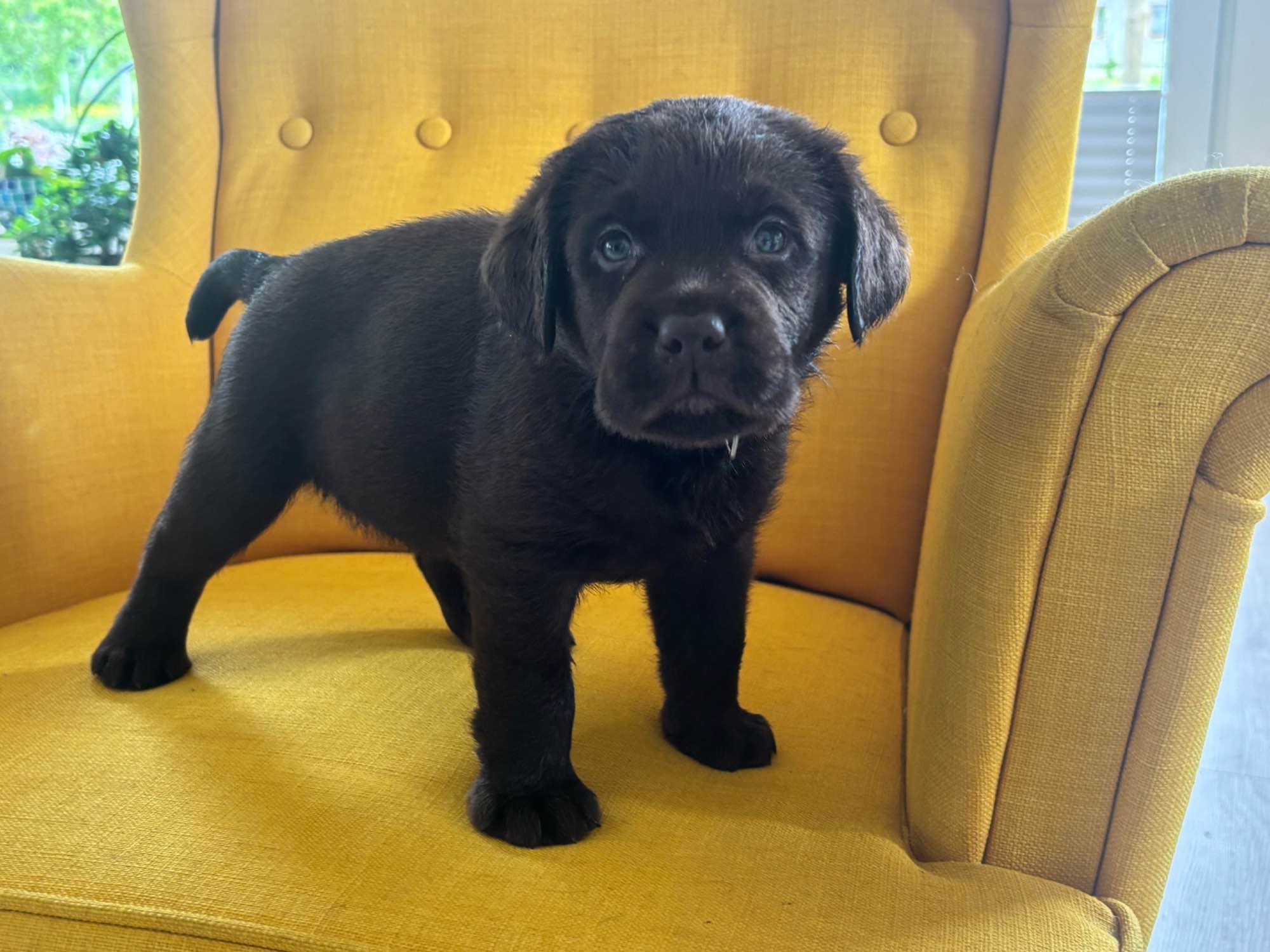 Labrador czekoladowy szczenię Bogumiłowice - zdjęcie 7