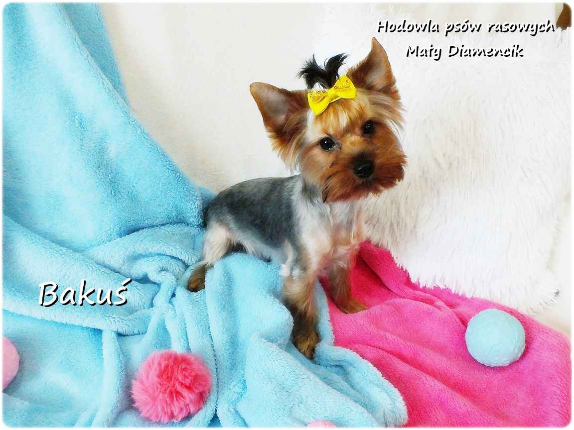 Yorkshire Terrier York piesek Bakuś szczeniaczek 8-miesięcy Rodowód Żary - zdjęcie 7