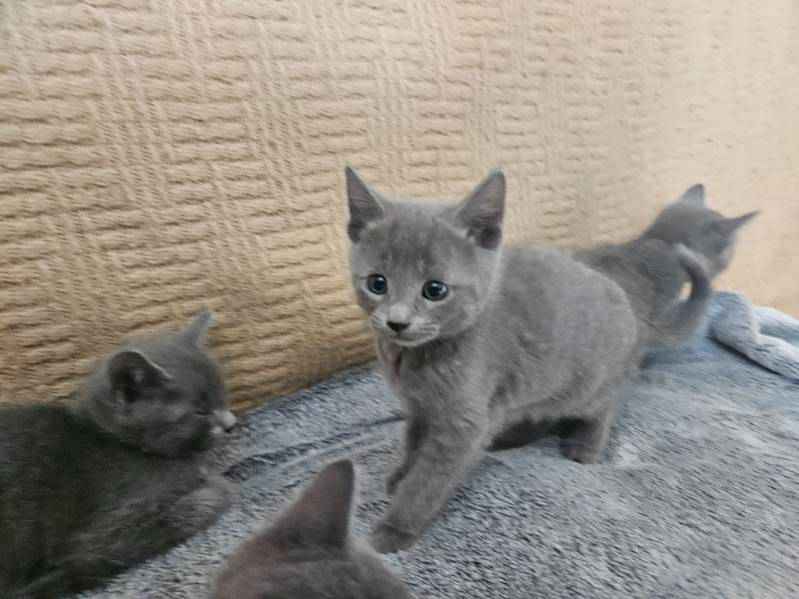 Rosyjski niebieski - kotka, kot Mińsk Mazowiecki - zdjęcie 6