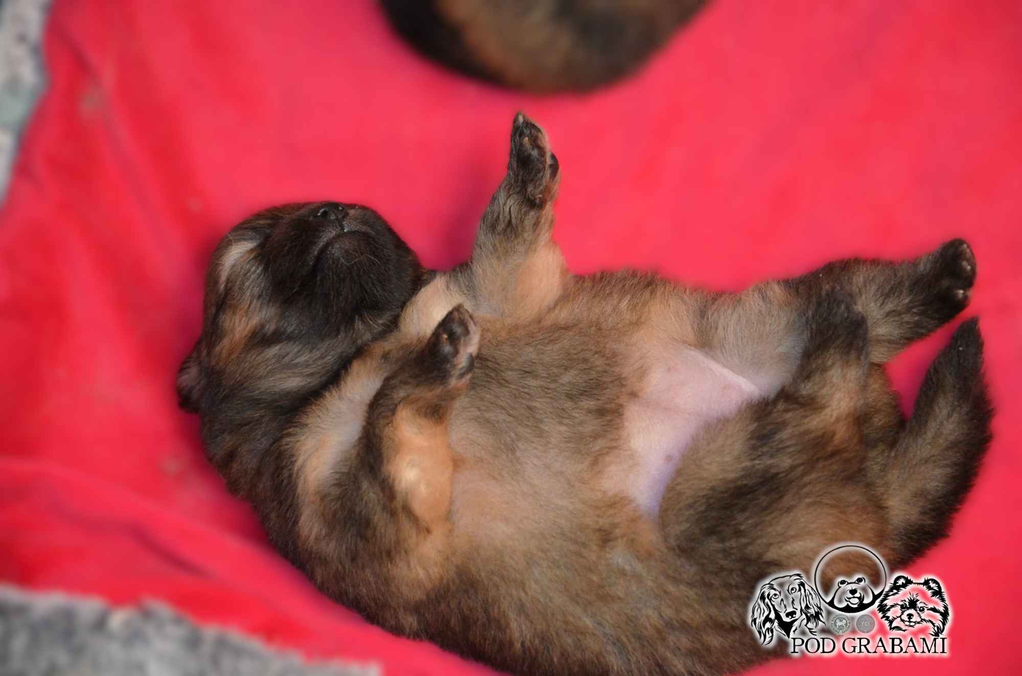 Pomeranian FCI ## rezerwacja Kolbudy - zdjęcie 3