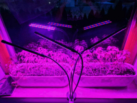 Lampa do roślin Kobi Led 10W Wołów - zdjęcie 2