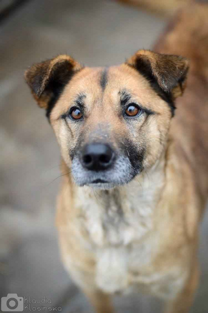 Sonia - przyjazna, łagodna suczka szuka domu! Olsztyn - zdjęcie 5