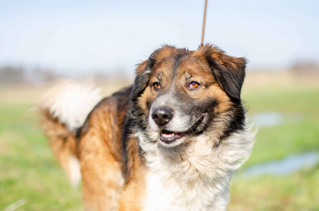 Beethoven - wesoły kudłacz szuka domu! Olsztyn - zdjęcie 1