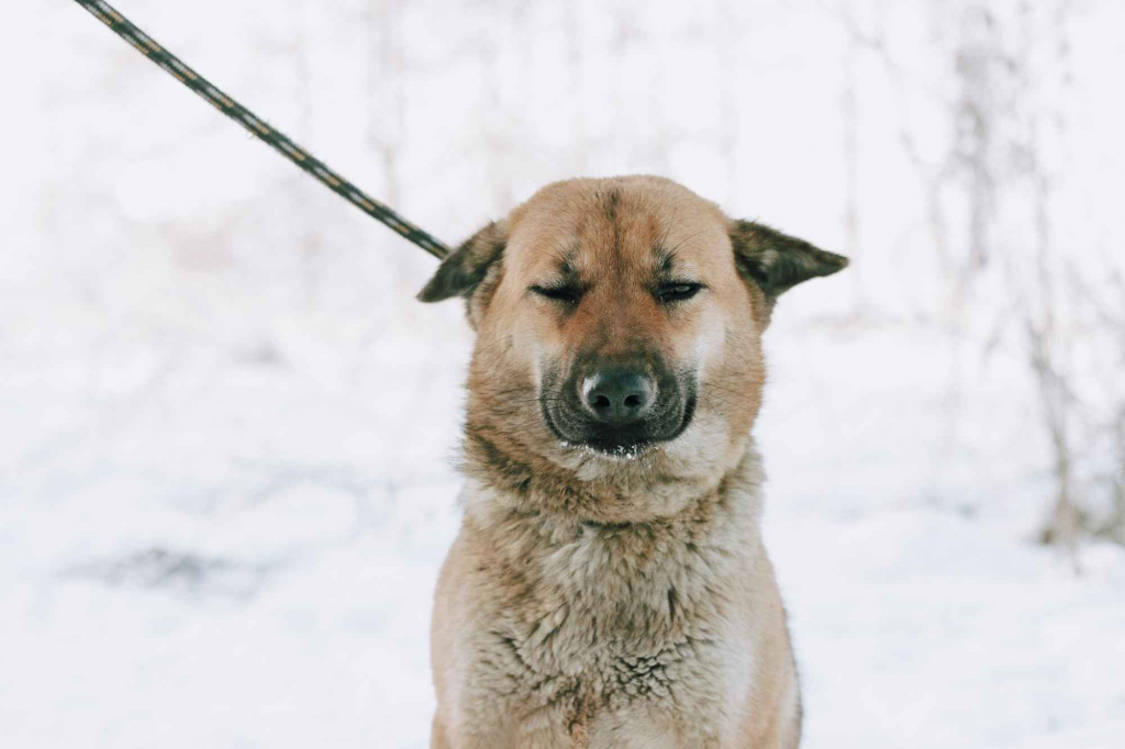 Doris - niekonfliktowa, wesoła sunia szuka domu! Olsztyn - zdjęcie 3