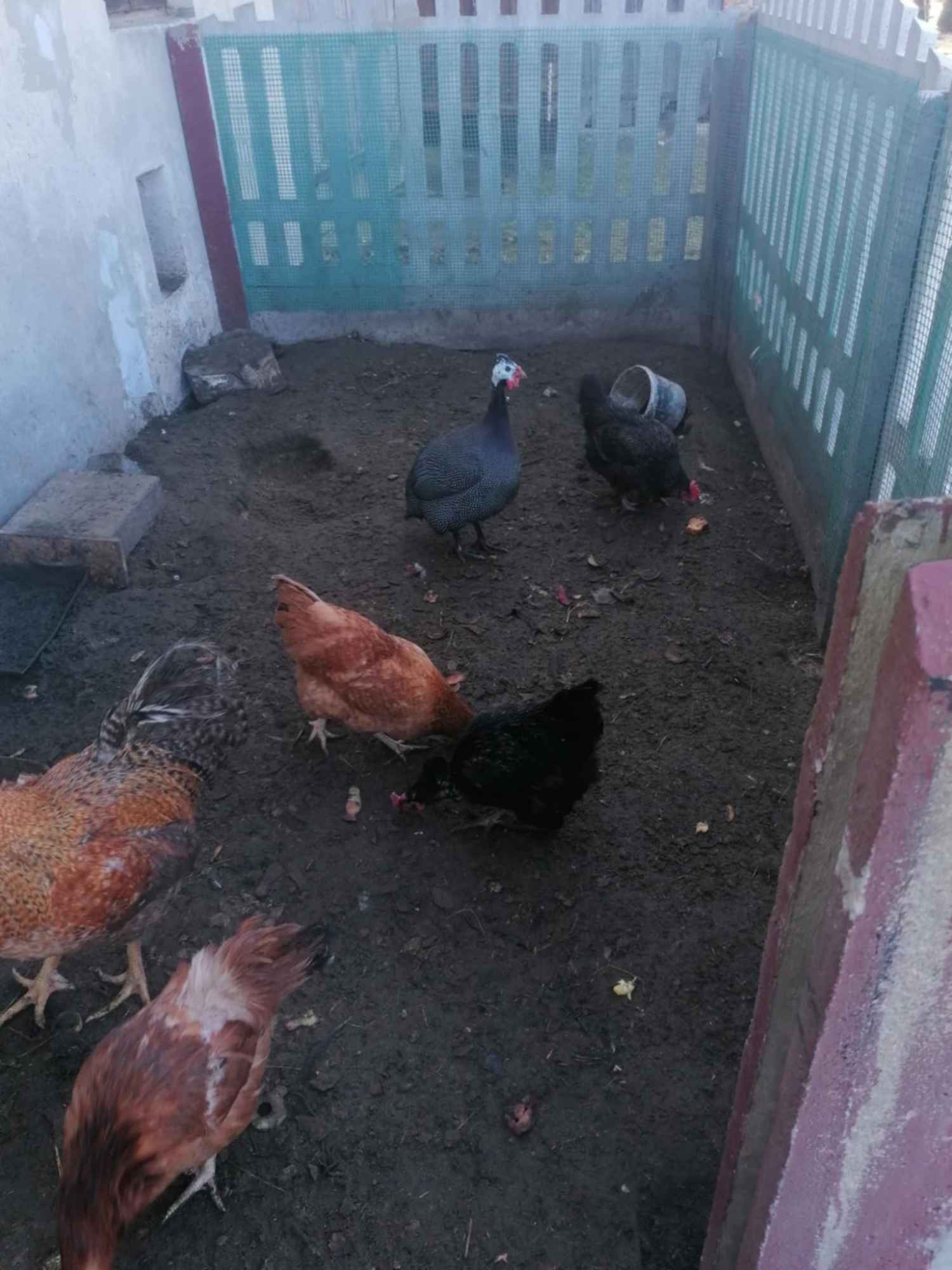 Sprzedam ładnego Perlika dorodny Kolbuszowa - zdjęcie 2