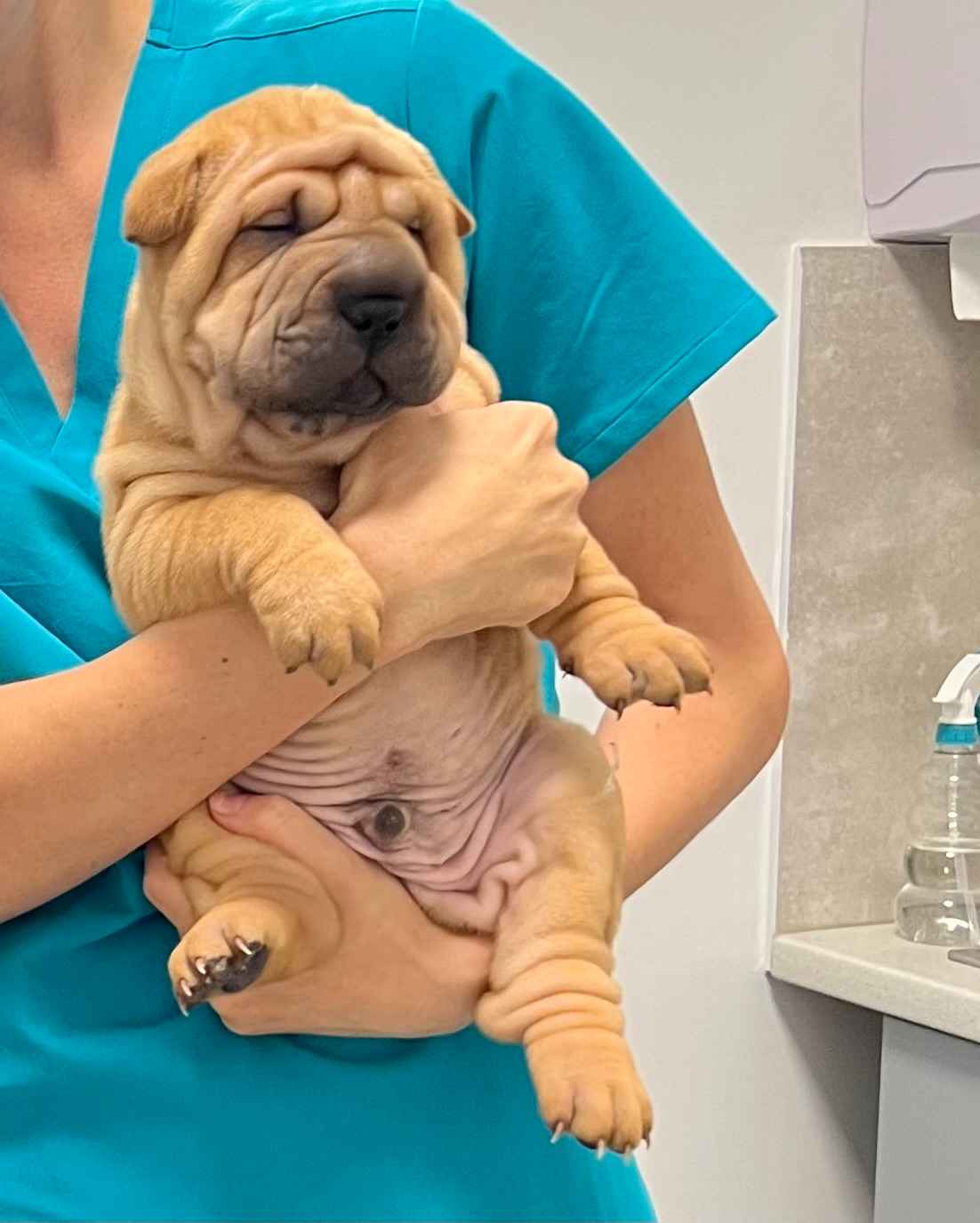 Na sprzedaż szczeniaki rasy Shar pei po utytułowanych rodzicach Banino - zdjęcie 3