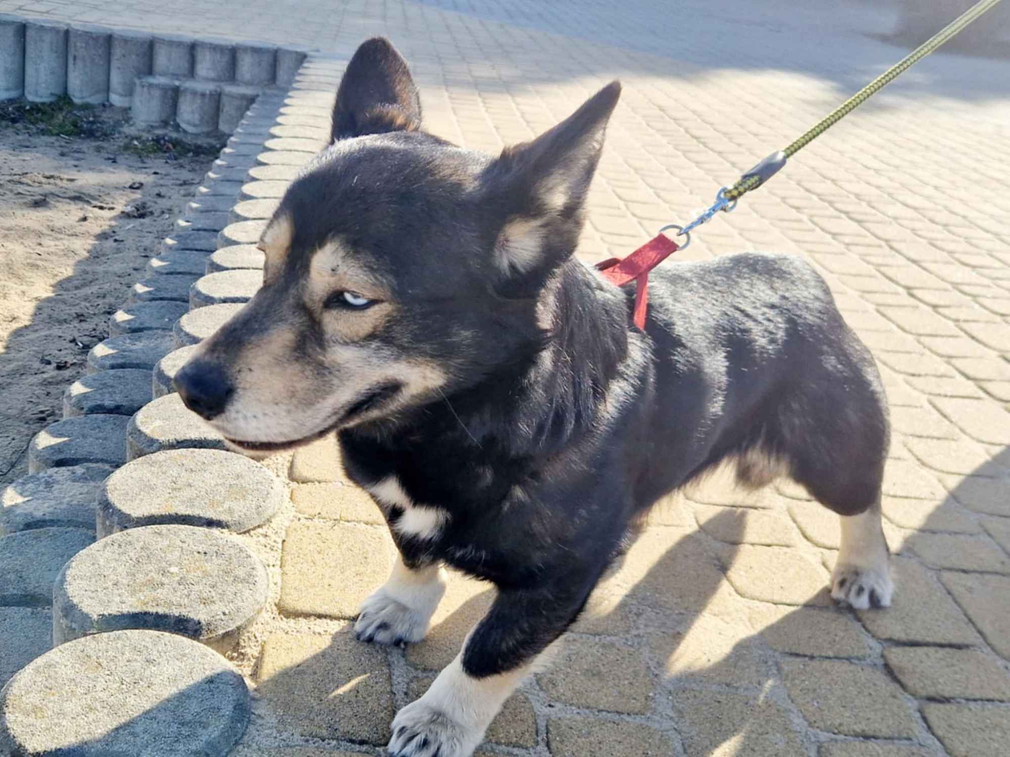 Minihusky, miastowy, wychowany CORGI mix Olsztyn - zdjęcie 4