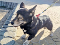 Minihusky, miastowy, wychowany CORGI mix Olsztyn - zdjęcie 4