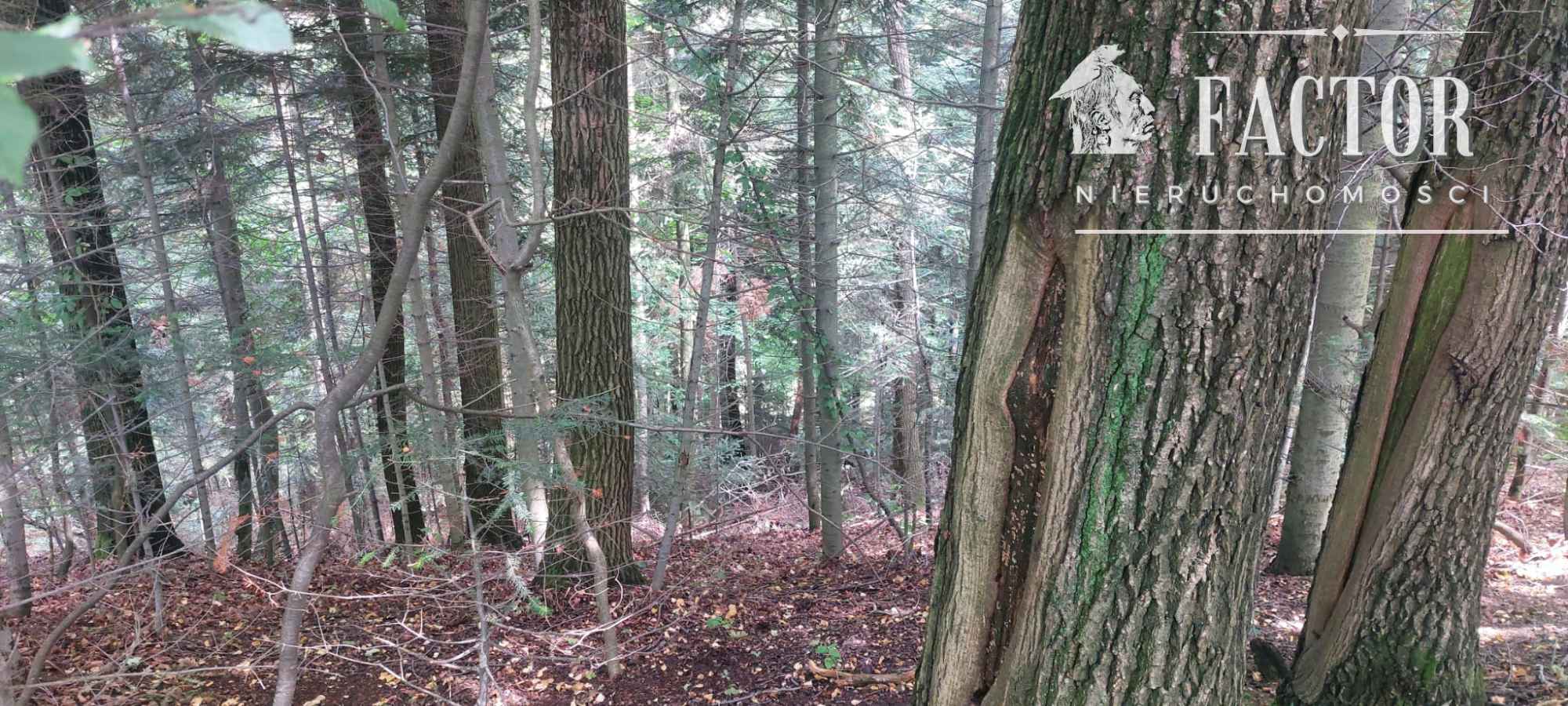 Stróżówka, las 0,95 ha, 1152S/2025 Stróżówka - zdjęcie 2
