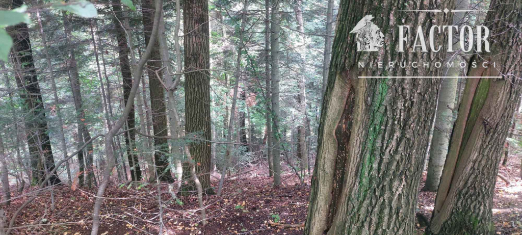 Stróżówka, las 0,95 ha, 1152S/2025 Stróżówka - zdjęcie 2