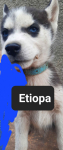Pieski syberiany husky Reda - zdjęcie 6