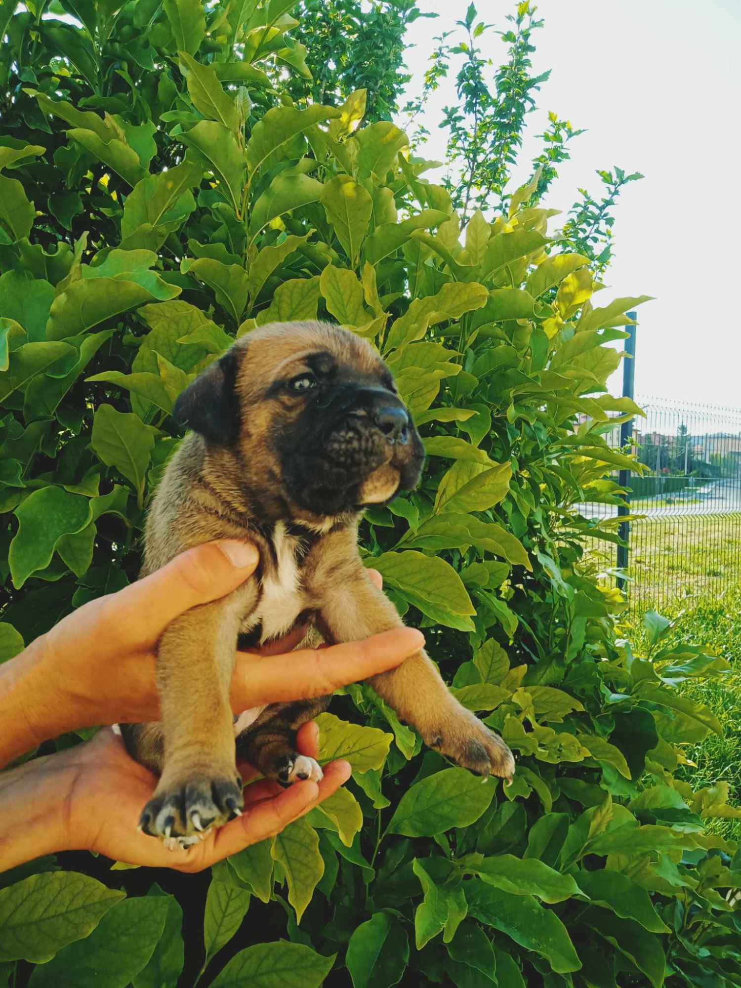 cane corso ZKwP/FCI Nowotaniec - zdjęcie 2