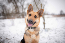 Młoda, radosna Mona w typie owczarka szuka domu!