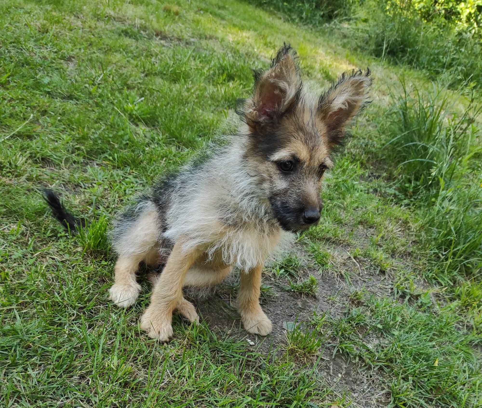 Klara - 12 tygodniowa terier mix szuka domu Olsztyn - zdjęcie 3