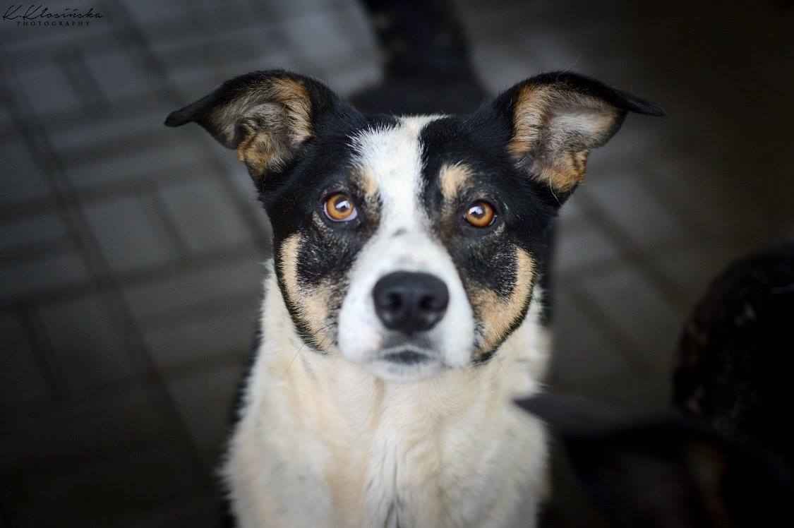 Łagodna, wesoła, grzeczna Pepsi całe życie w schronisku Olsztyn - zdjęcie 4