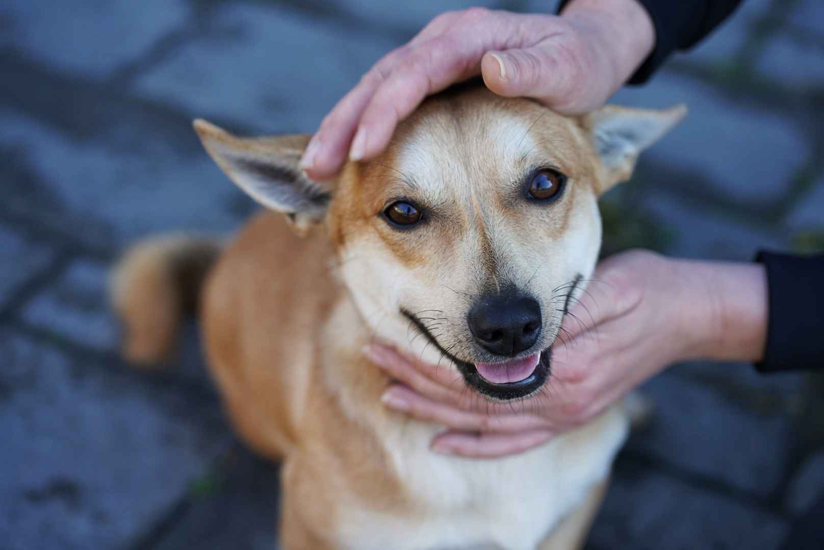 Radosny, młody Figo, pokochaj! Olsztyn - zdjęcie 1