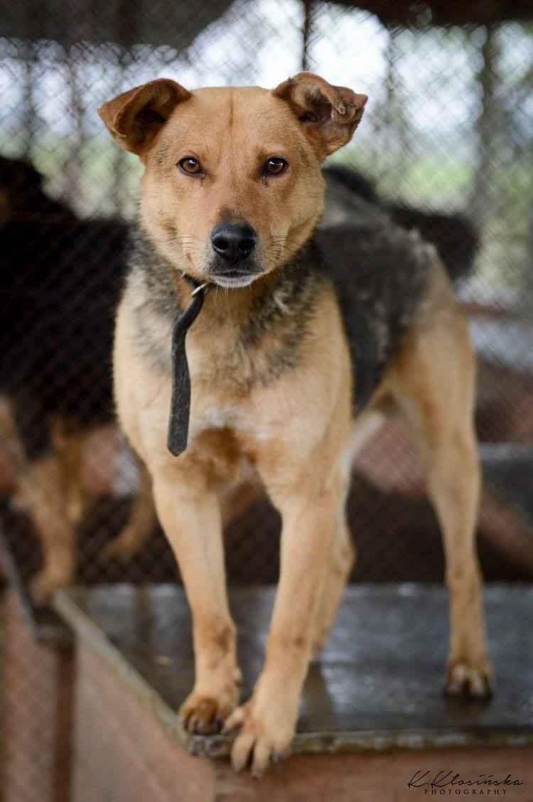 Aron - spokojny psiak szuka kochającego domu! Olsztyn - zdjęcie 3
