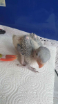 Papugi ręcznie karmione Pieniężno - zdjęcie 9