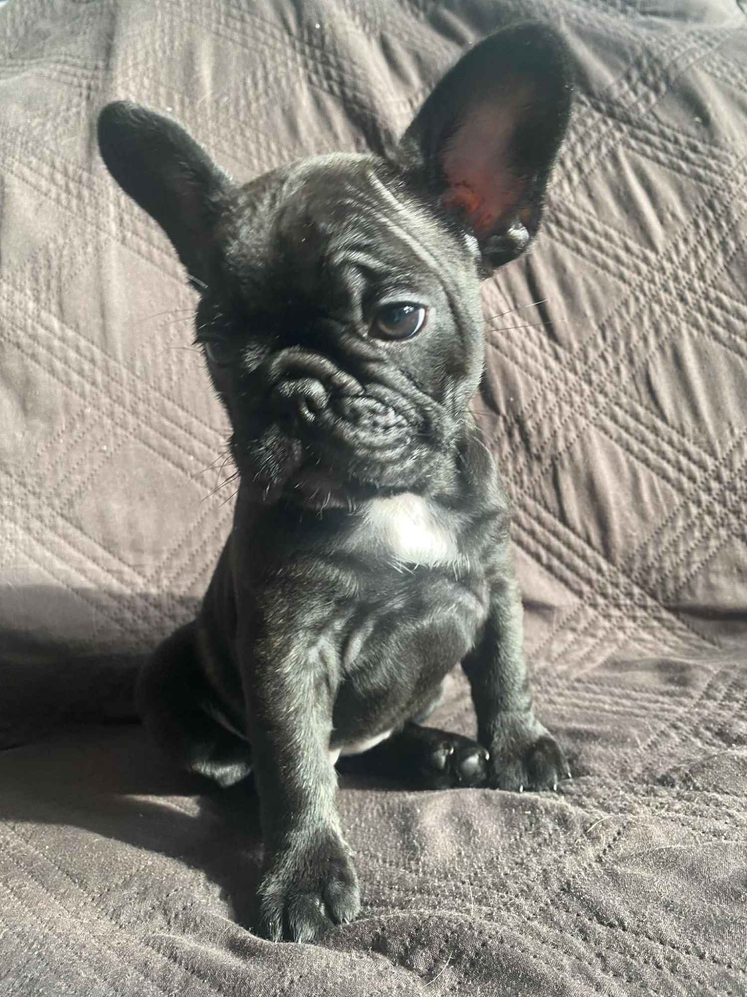 Buldog Francuski Celestynów - zdjęcie 9