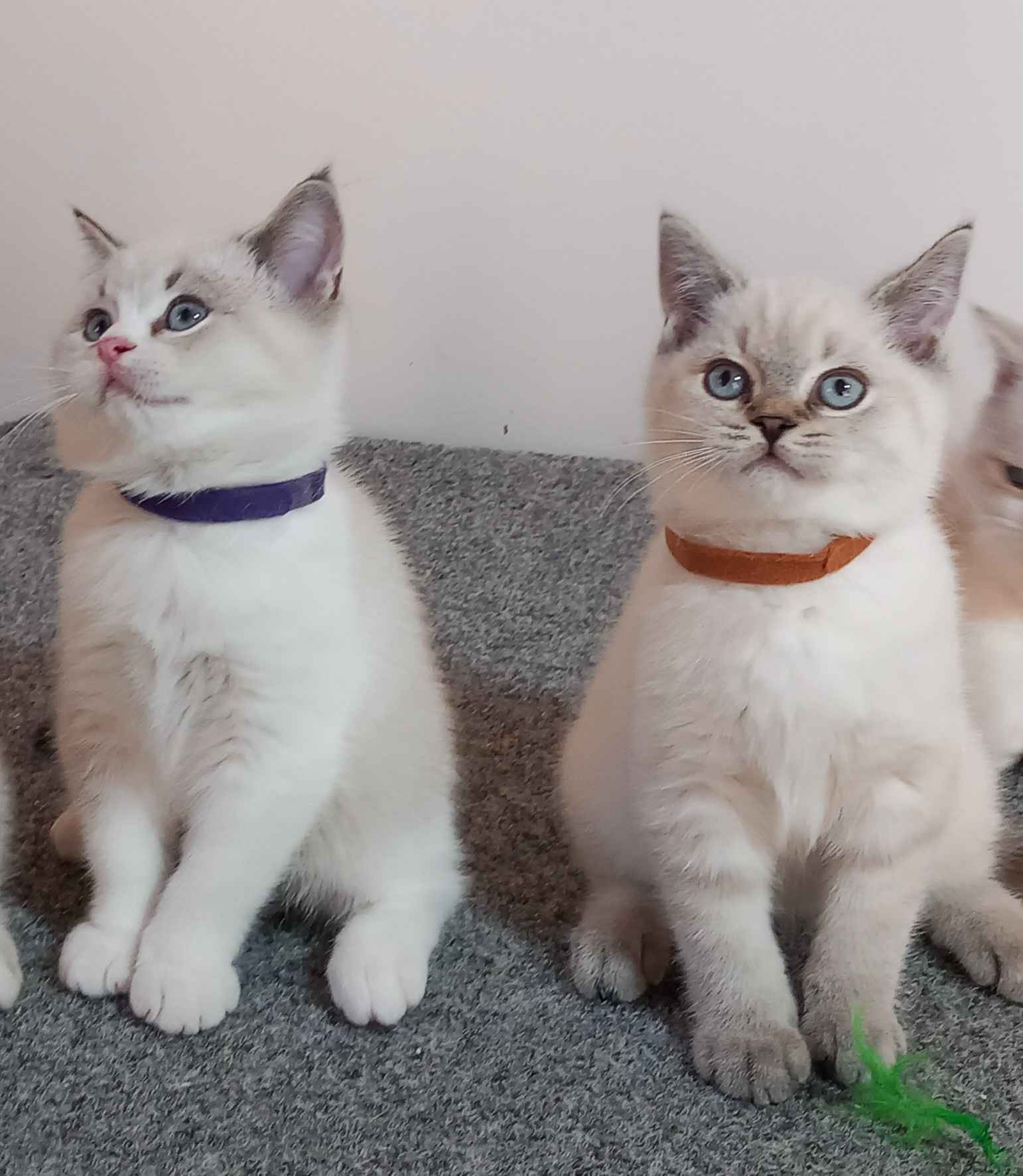 Britská koťátka Cieszyn - zdjęcie 1