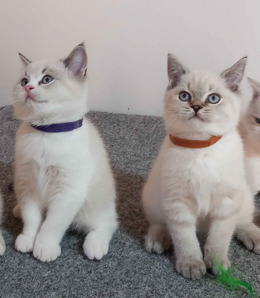 Britská koťátka Cieszyn - zdjęcie 1