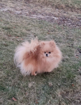 Pomeranian dorosły samiec