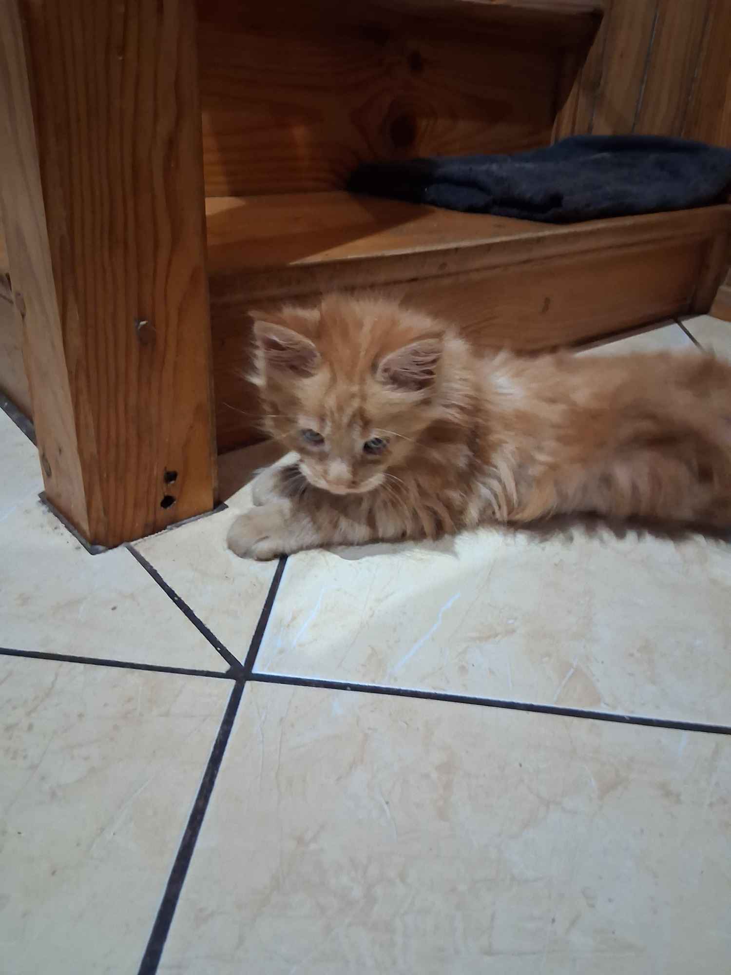 Kot Maine Coon Podhorce - zdjęcie 2