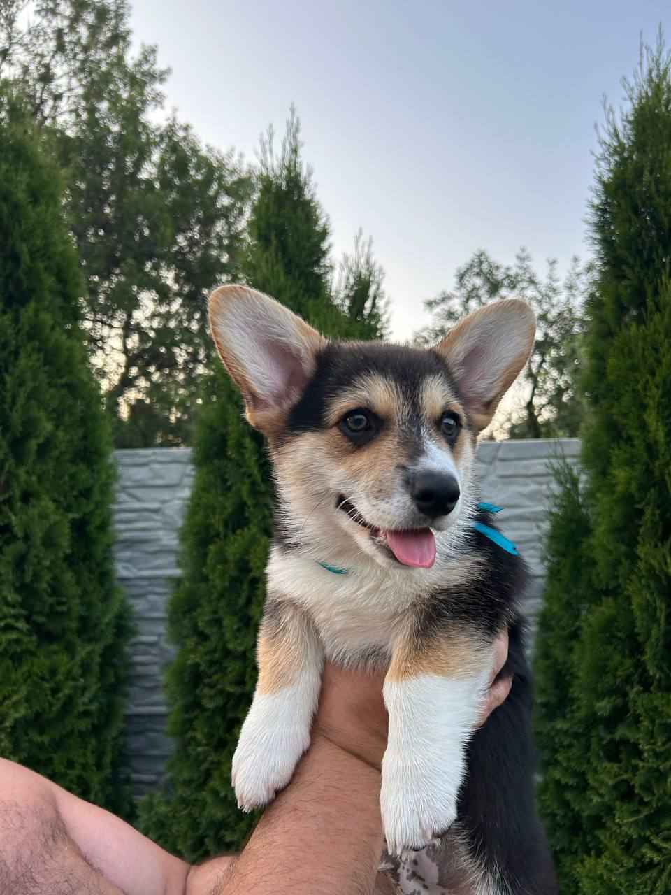 Corgis, szczenięta, psy, szczenięta, szczenięta pembroke corgi Mokotów - zdjęcie 4