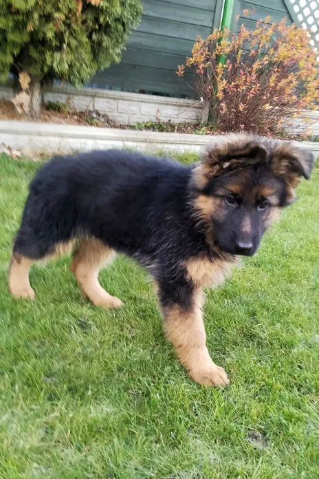 Owczarek niemiecki długowłosy Osieczna - zdjęcie 4