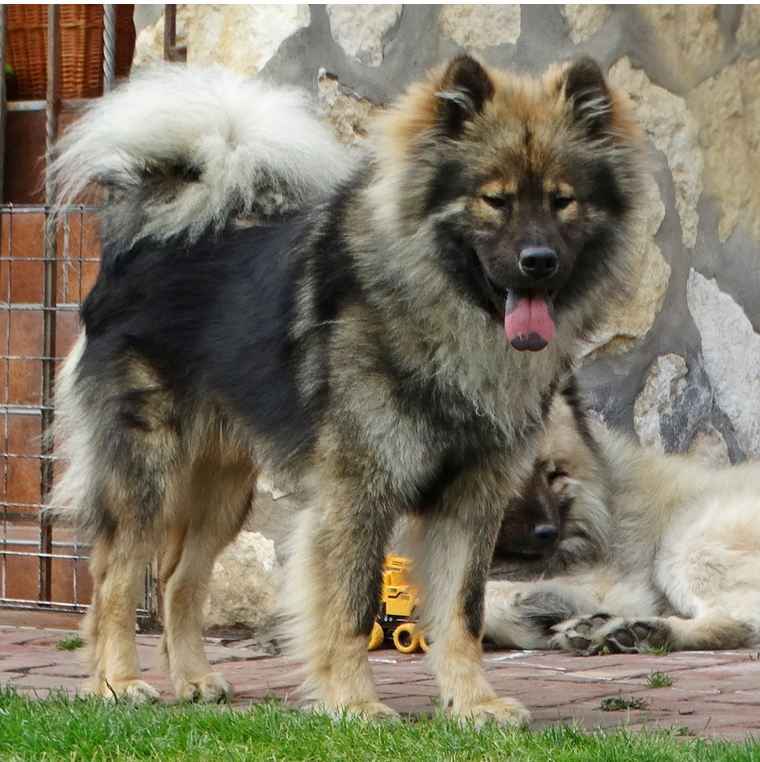 Eurasier - szczeniaki dostepne po 12 września 2025r Puszcza Mariańska - zdjęcie 6