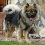 Eurasier - szczeniaki dostepne po 12 września 2025r Puszcza Mariańska - zdjęcie 6