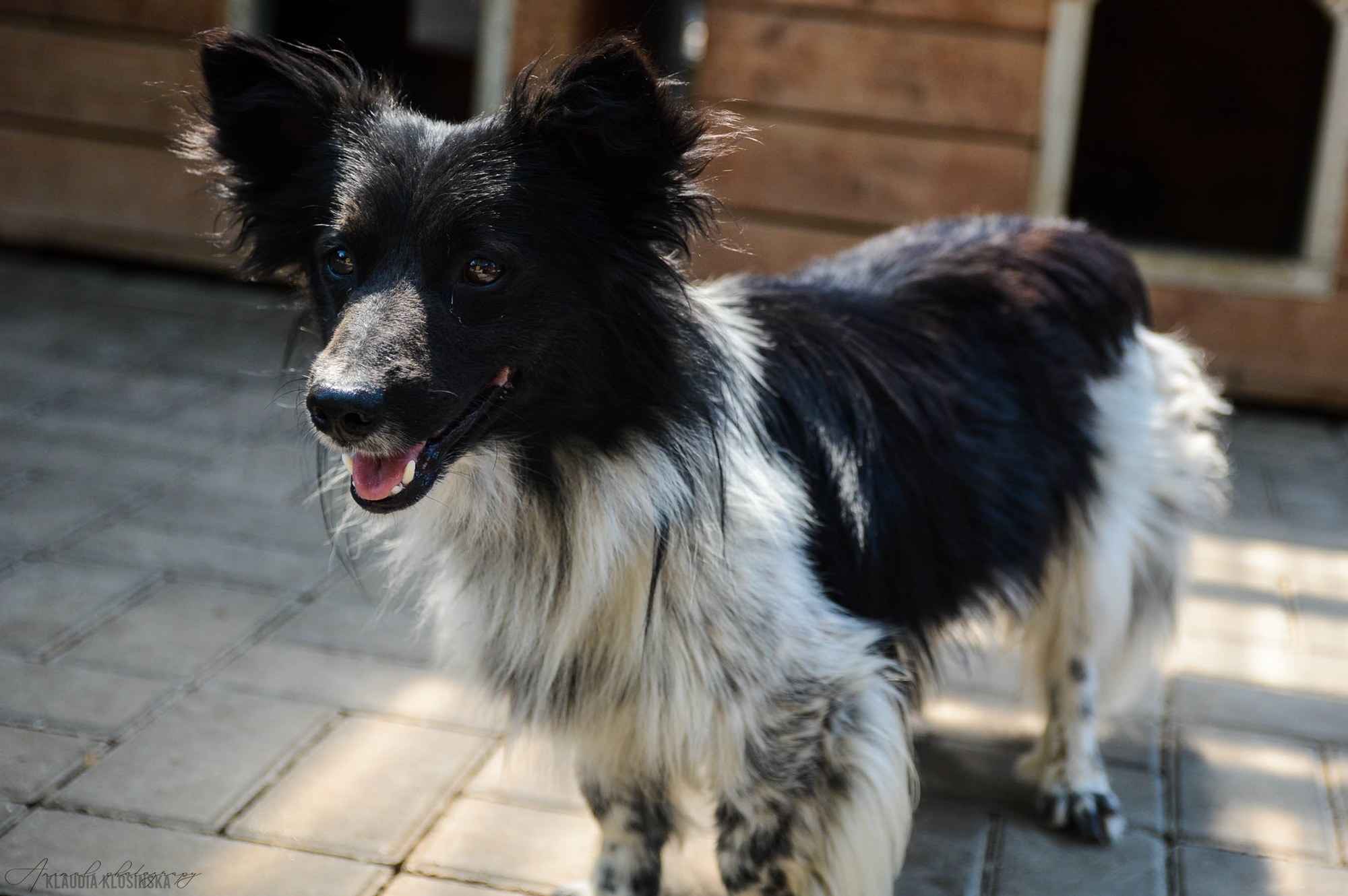 Pędzel - przecudny, niewielki psiak szuka domu! Olsztyn - zdjęcie 3