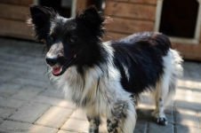 Pędzel - przecudny, niewielki psiak szuka domu! Olsztyn - zdjęcie 3