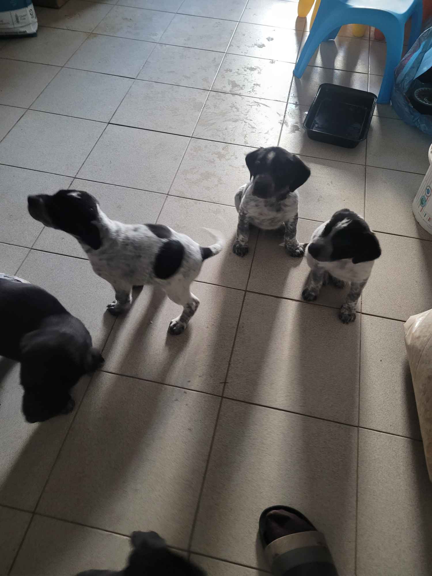 Szczeniaki wyżeł niemiecki Złoczew - zdjęcie 2